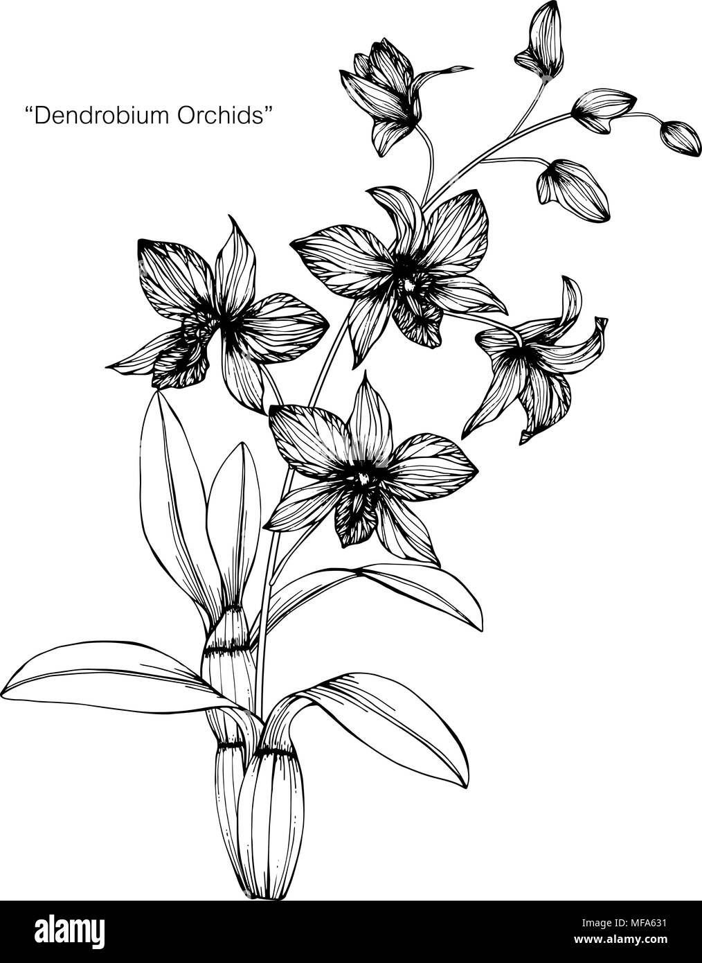Orchidée fleur dessin illustration. Noir et blanc avec dessin au trait sur fonds blancs. Illustration de Vecteur