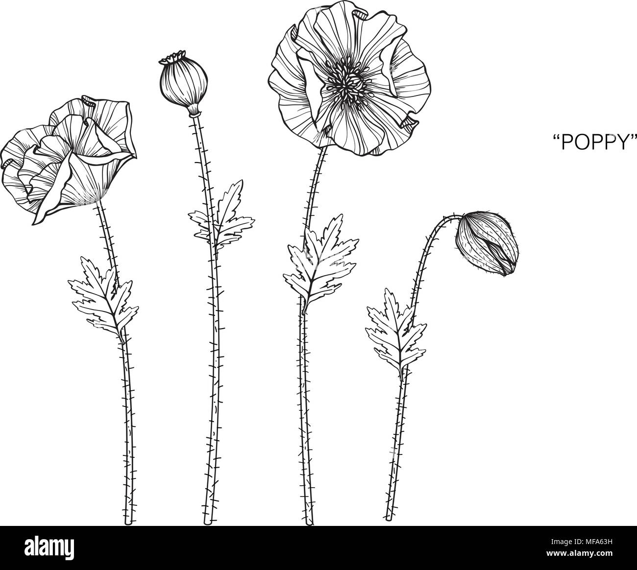 Illustration dessin fleur de pavot. Noir et blanc avec dessin au trait sur fonds blancs. Illustration de Vecteur