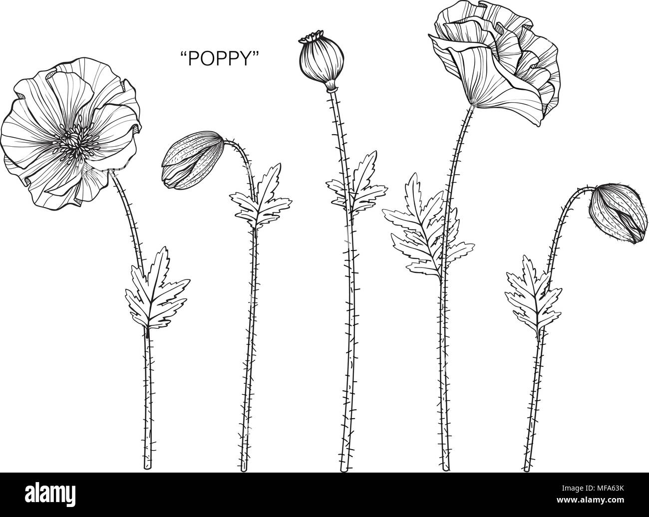 Illustration dessin fleur de pavot. Noir et blanc avec dessin au trait sur fonds blancs. Illustration de Vecteur