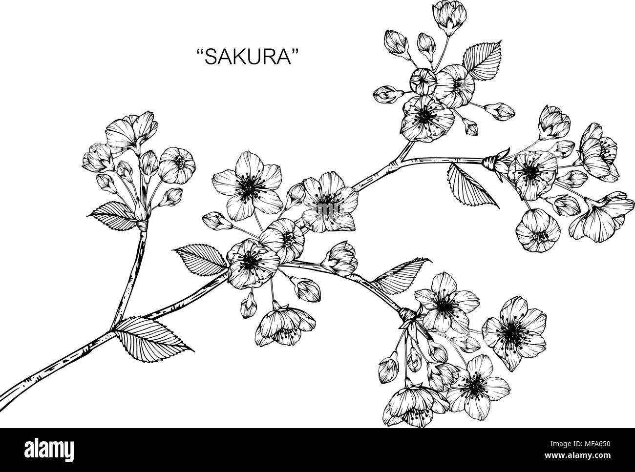 Dessin Fleur Sakura Illustration Noir Et Blanc Avec Dessin
