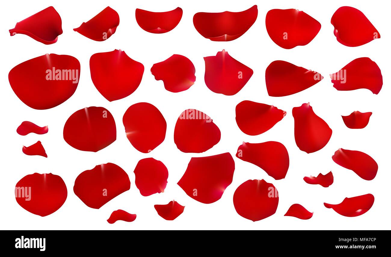 Un ensemble de pétales de rose rouge Illustration de Vecteur