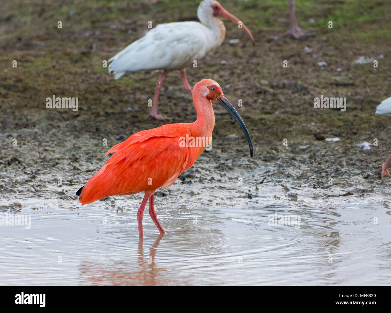 L'Ibis Rouge ( Eudocimus ruber), mélangés dans un troupeau avec Ibis blanc, de recherche de nourriture par un lac. La Colombie, l'Amérique du Sud. Banque D'Images