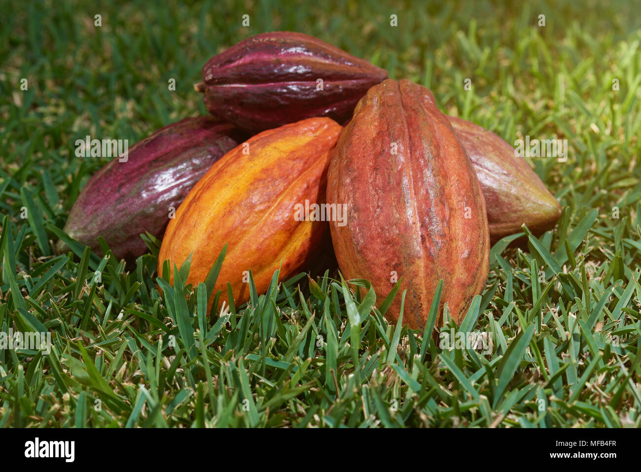 Concept de la récolte de cacao. Fruits mûrs de gousses de cacao Banque D'Images Concept de la récolte de cacao. Fruits mûrs de gousses de cacao Banque D'Images