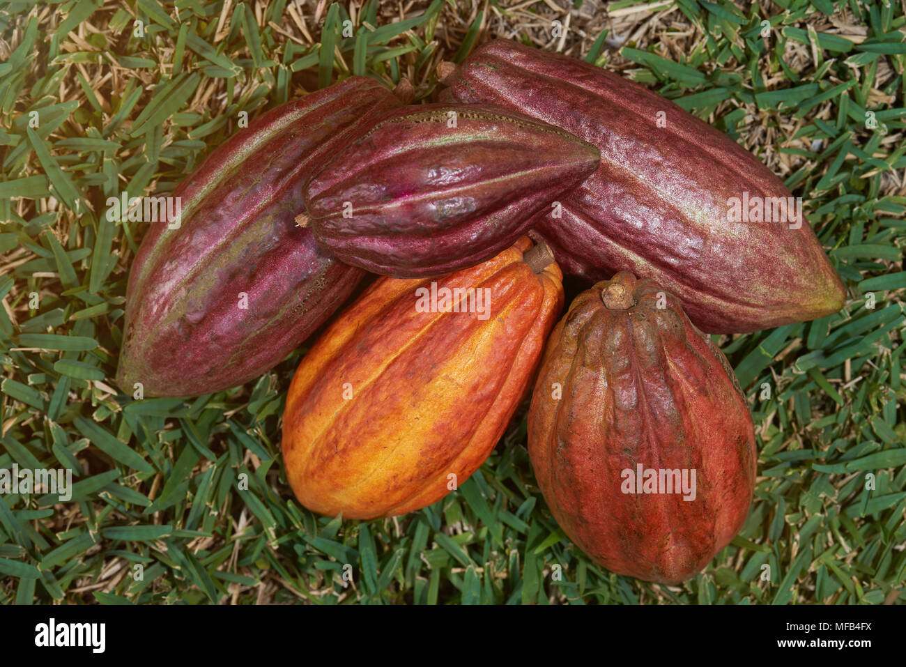 Pile de fruits de cacao pods sur l'herbe au-dessus (top view) Banque D'Images Pile de fruits de cacao pods sur l'herbe au-dessus (top view) Banque D'Images
