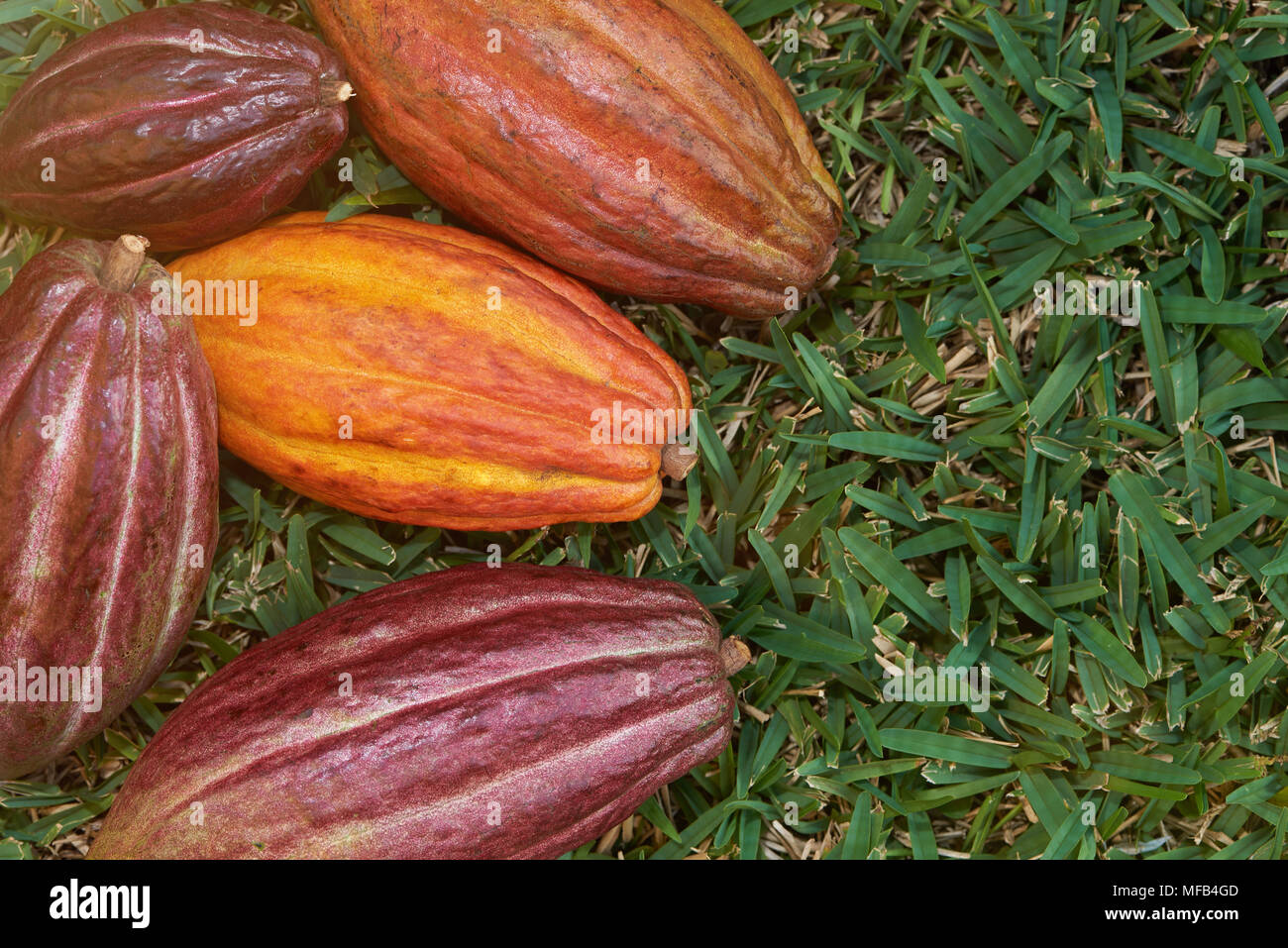 Fruits de cacao coloré gousses jeter sur l'herbe verte Banque D'Images Fruits de cacao coloré gousses jeter sur l'herbe verte Banque D'Images