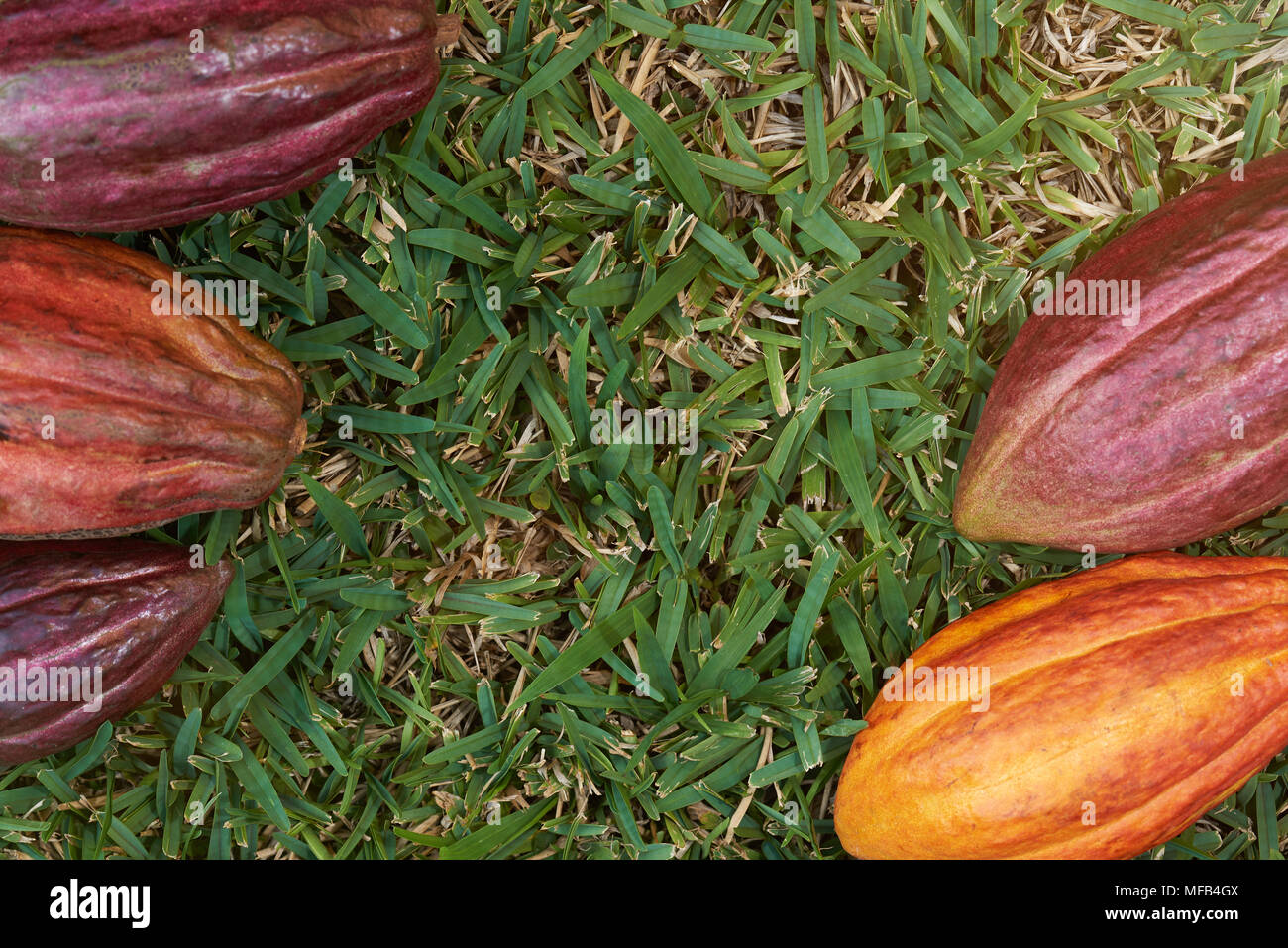 Les gousses de cacao cadre avec fond d'herbe verte au-dessus (top view) Banque D'Images Les gousses de cacao cadre avec fond d'herbe verte au-dessus (top view) Banque D'Images