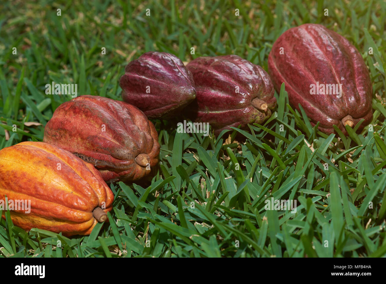 Groupe des gousses de cacao se coucha sur l'herbe verte aux beaux jours Banque D'Images Groupe des gousses de cacao se coucha sur l'herbe verte aux beaux jours Banque D'Images