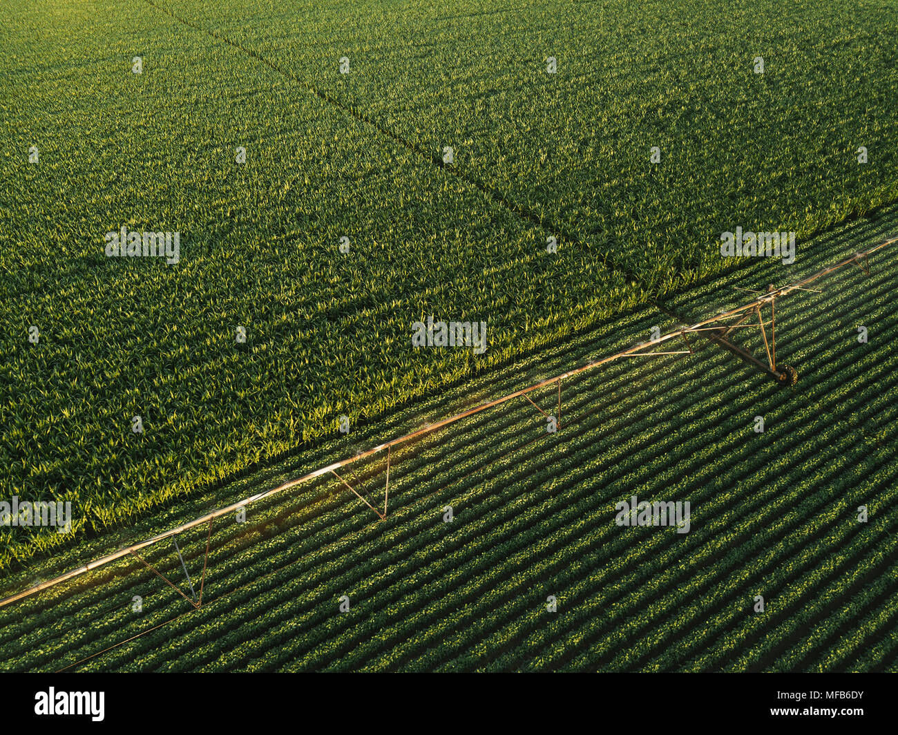 Vue aérienne de matériel d'irrigation l'arrosage des cultures de soja vert en après-midi d'été, sur le terrain du point de vue de drones pour l'angle inhabituel pour la loi sur l'agriculture Banque D'Images