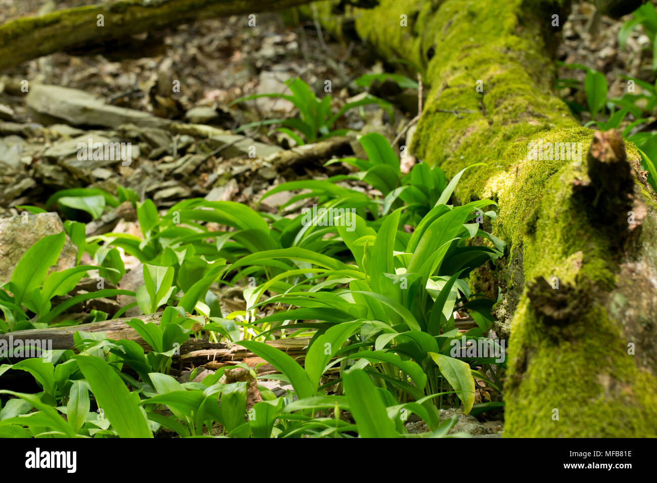 L'ail sauvage dans la forêt en croissance Banque D'Images