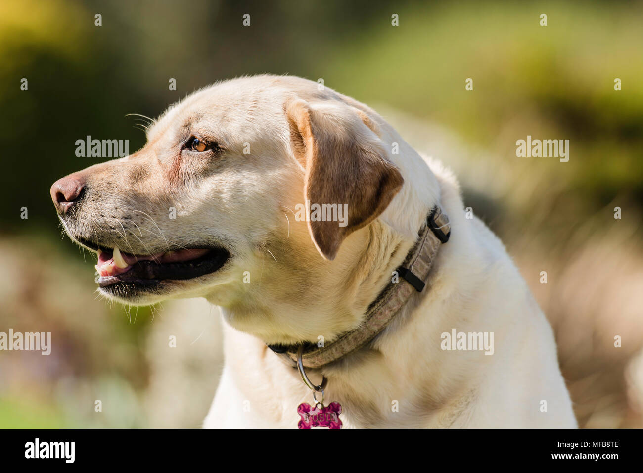 Une belle vue de côté d'un labrador doré Banque D'Images