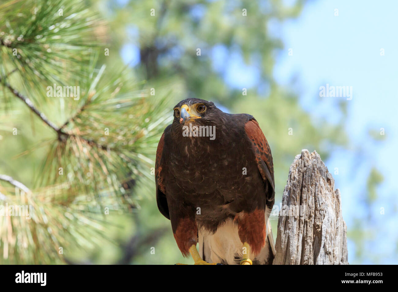 Amérique du Nord, Etats-Unis, New York, l'Est de l'Oregon, Bend. Harris Parabuteo unicinctus (Hawk). En captivité. Banque D'Images
