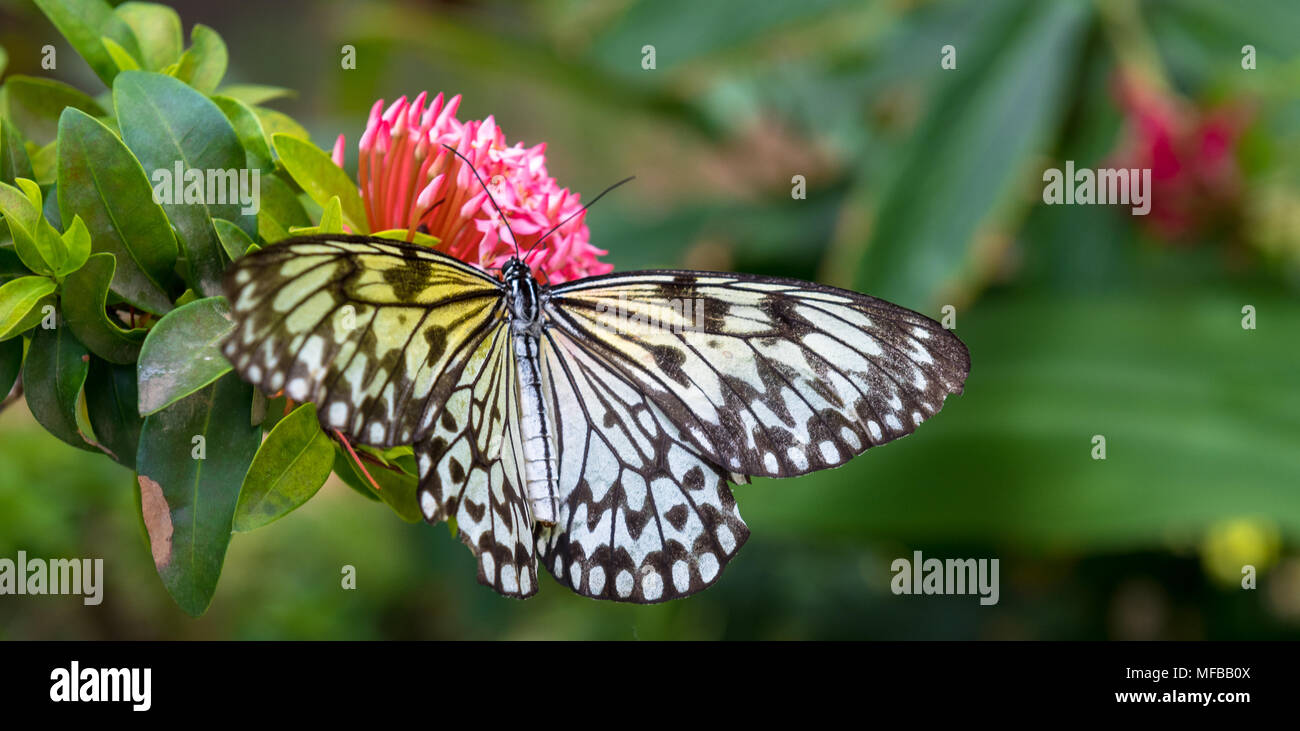 Un cerf-volant en papier papillon sur une fleur rouge avec des feuilles vertes. Banque D'Images