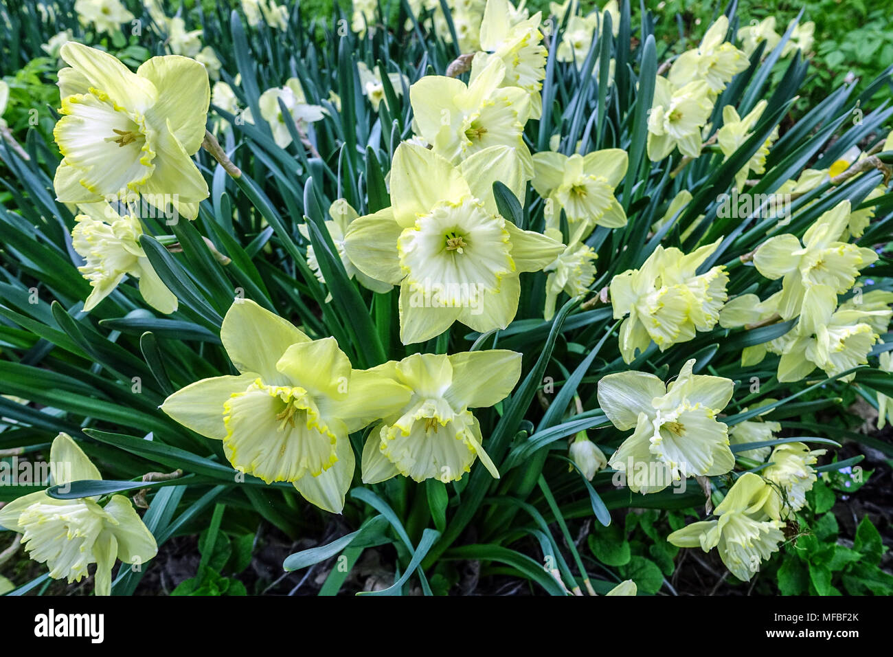 Les jonquilles, narcisses "Saint Patrick's Day', JONQUILLE Banque D'Images