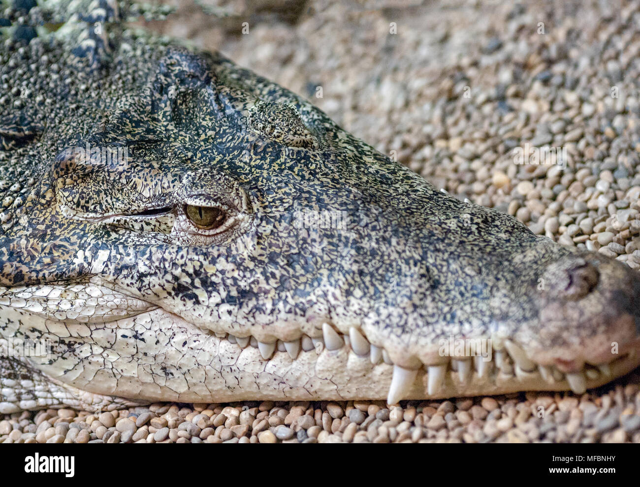 Crocodile de Cuba (Crocodylus rhombifer, Kubakrokodil) Banque D'Images