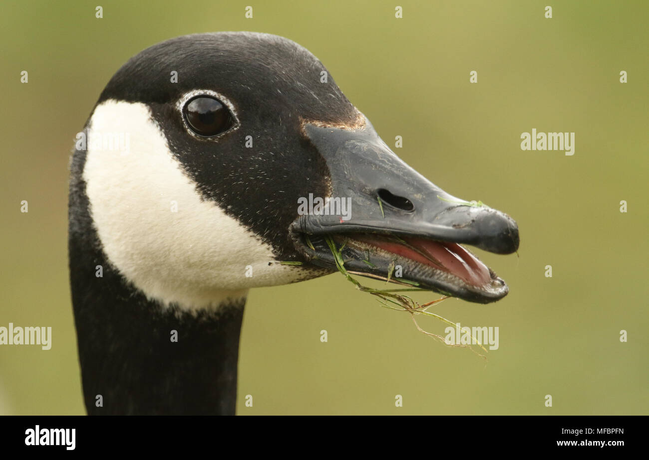 Un head shot of a nourrir la Bernache du Canada (Branta canadensis) avec son bec ouvert et langue montrant. Banque D'Images