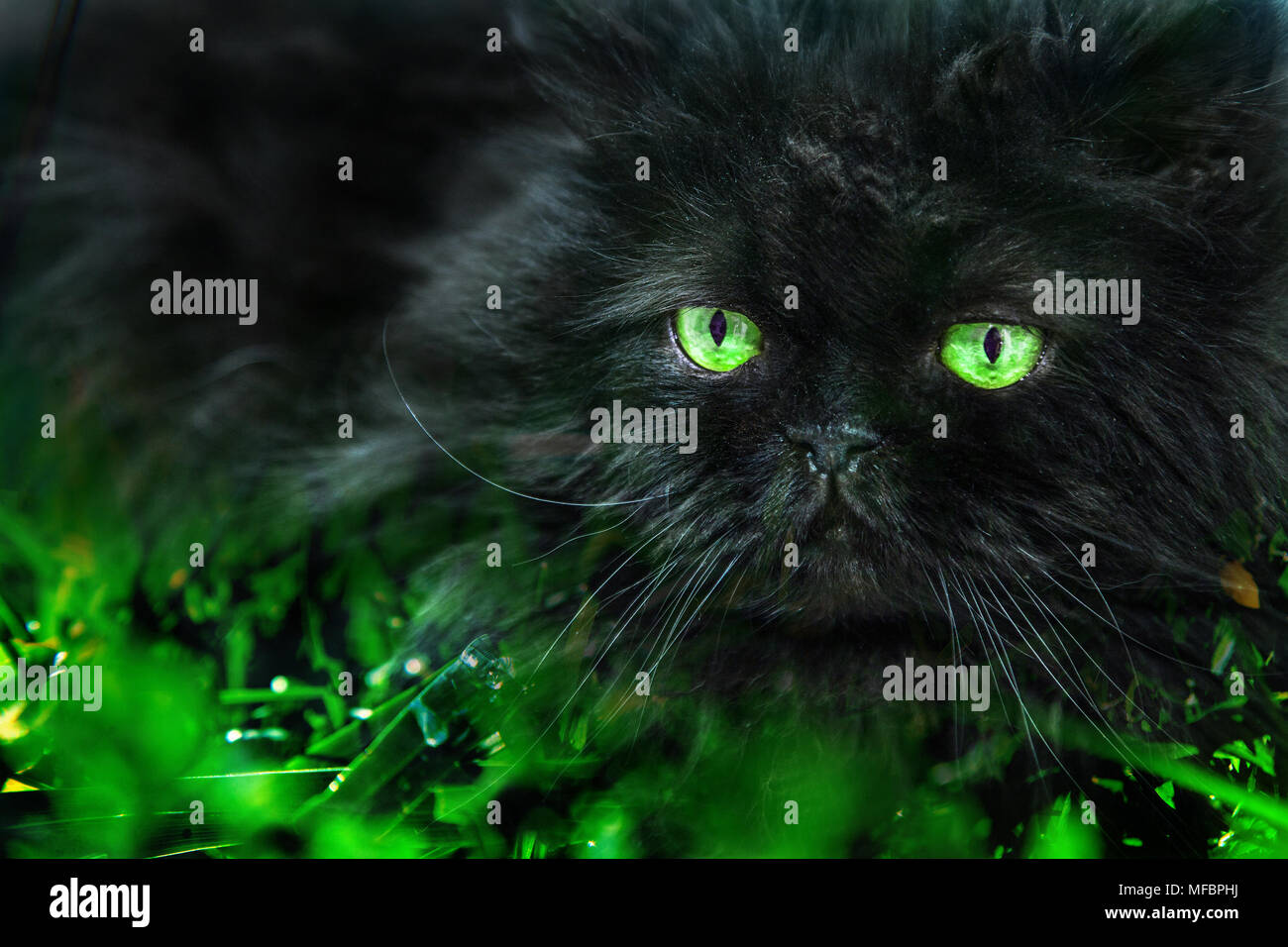 Chat Noir Avec De Grands Yeux Verts Close Up Cache Dans L Herbe Photo Stock Alamy Chat Noir Avec De Grands Yeux Verts Close Up Cache Dans L Herbe Photo Stock Alamy