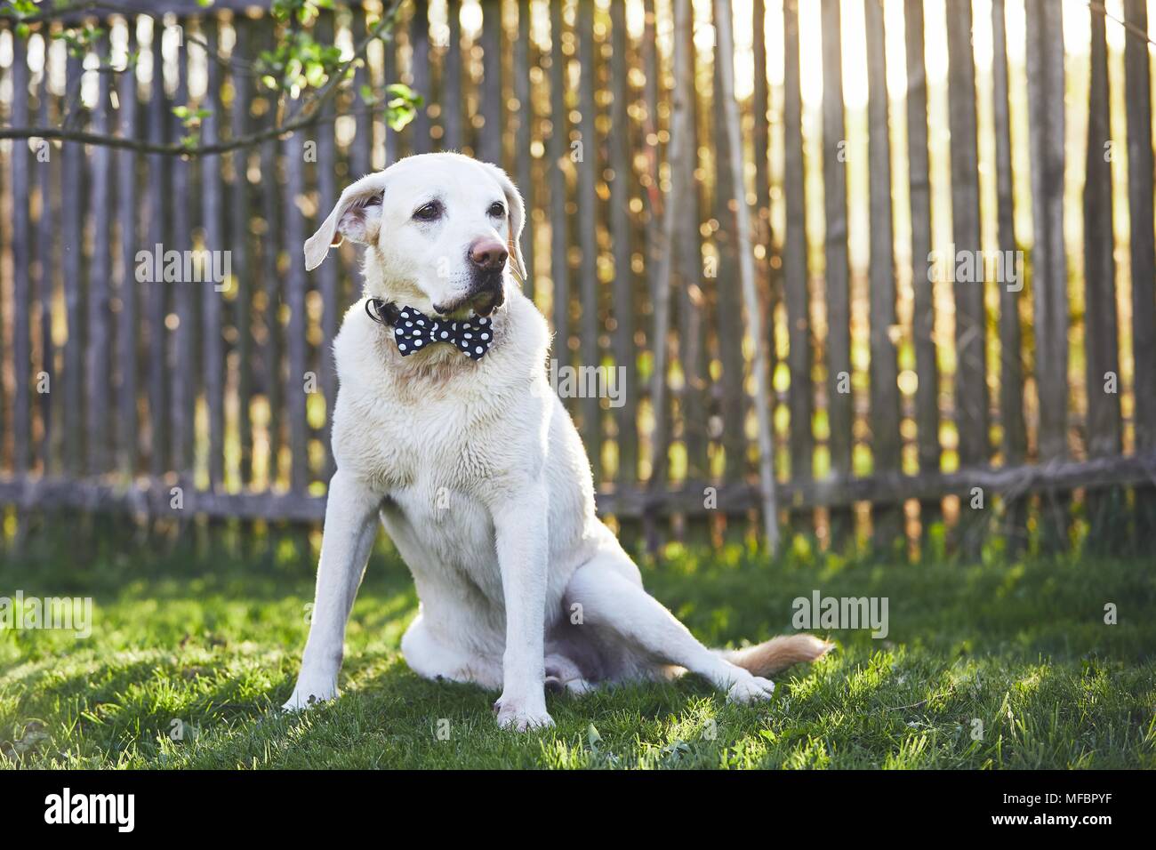 Chien sur le jardin au coucher du soleil. Labrador retriever avec papillon assis sur l'herbe contre clôture en bois. Banque D'Images