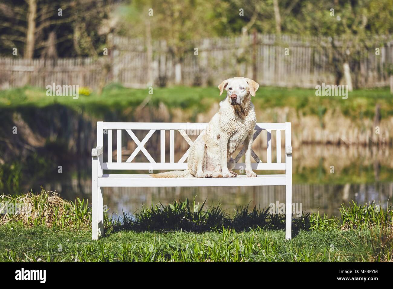 Chien sur le jardin. Wet-labrador retriver assis sur le banc en bois contre l'étang. Banque D'Images