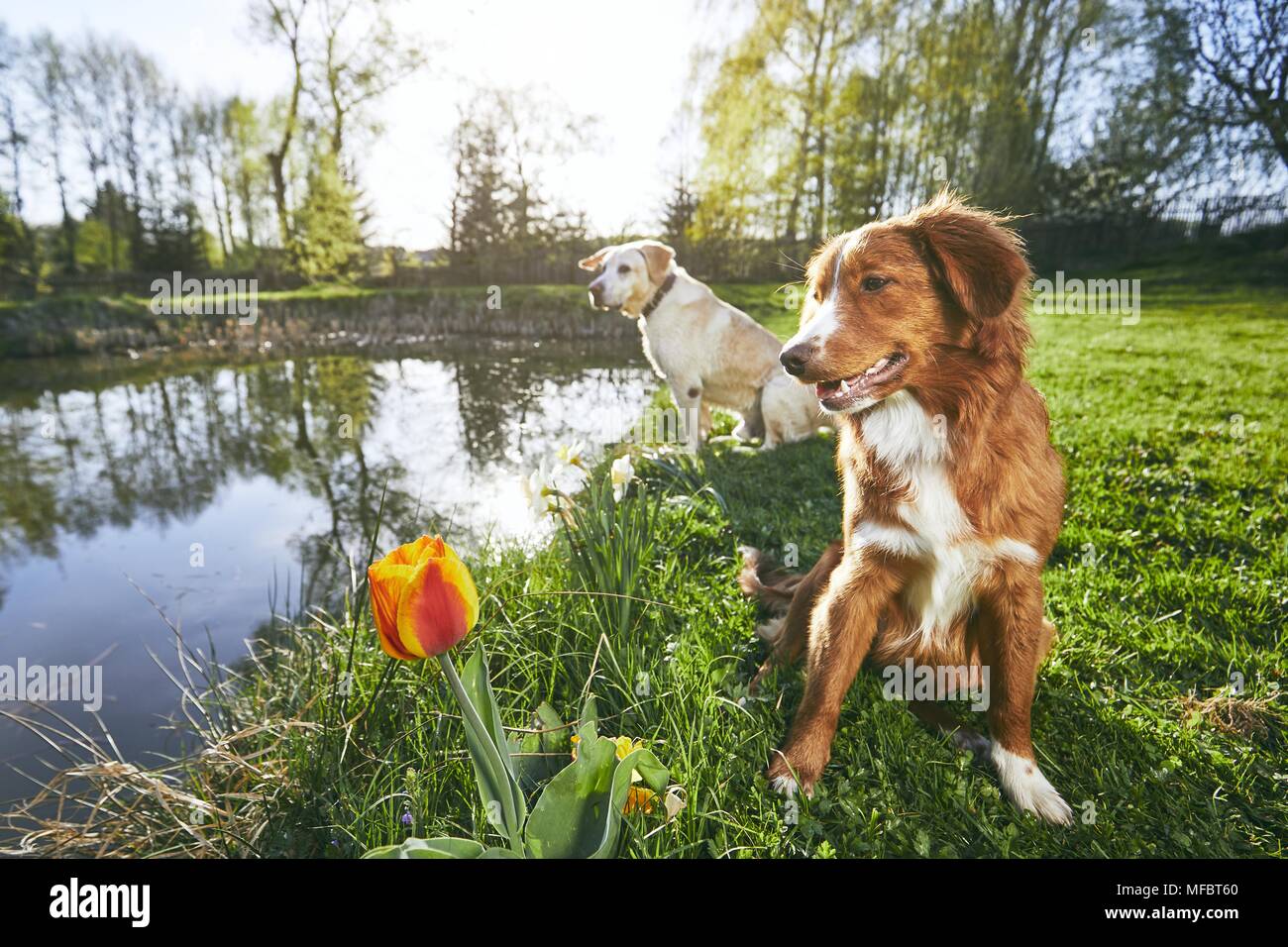 Deux chiens en été la nature. Labrador Retriever et Nova Scotia Duck Tolling Retriever assis sur la rive du lac au coucher du soleil. Banque D'Images