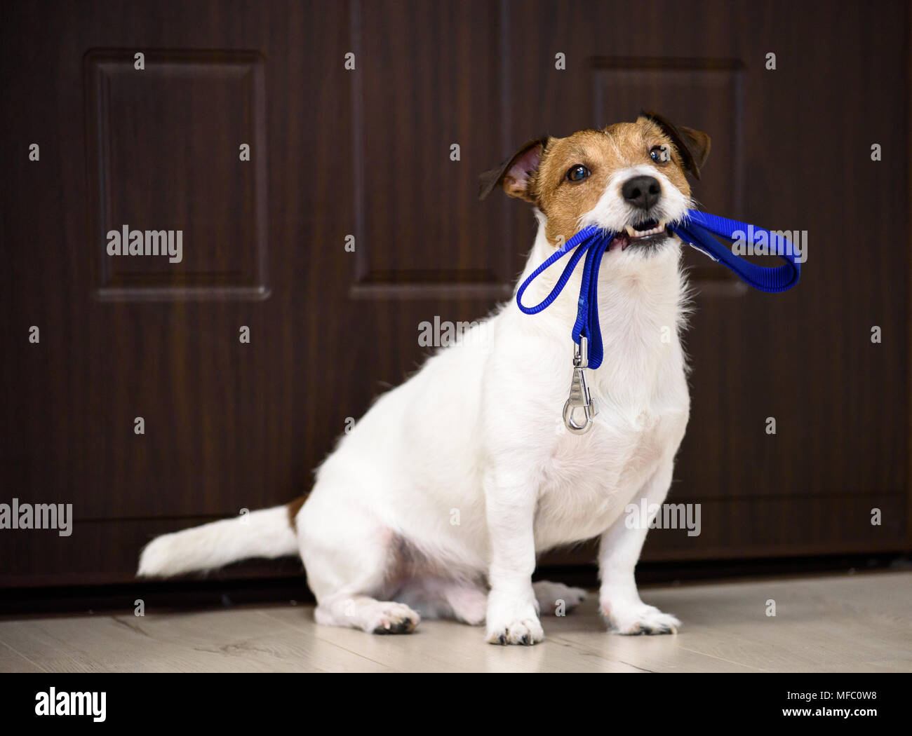 Chien derrière la porte en attente et d'accueil chaleureux avec son propriétaire laisse en bouche Banque D'Images