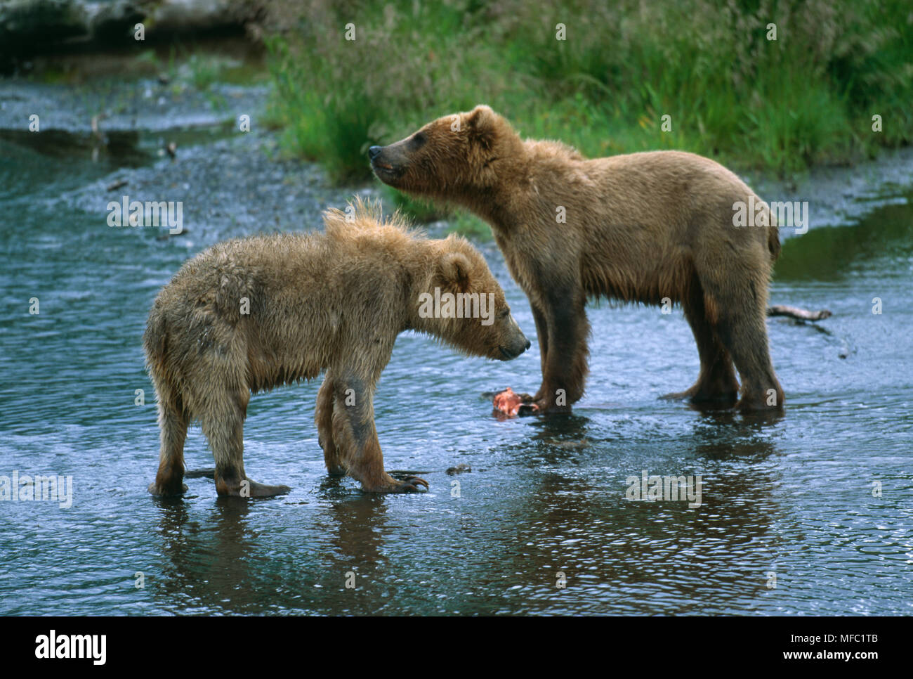 KODIAK OURS BRUN Ursus arctos middendorffi deux jeunes, debout dans l'île Kodiak, Alaska, USA Banque D'Images