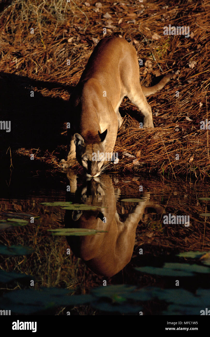 Puma concolor coryi Banque de photographies et d'images à haute résolution  - Alamy