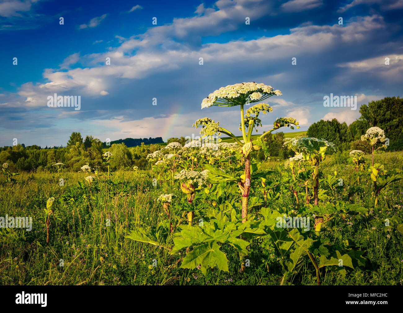 Vue panoramique vue sur une prairie au coucher du soleil. Heraclium au premier plan. Paysage rural. Banque D'Images