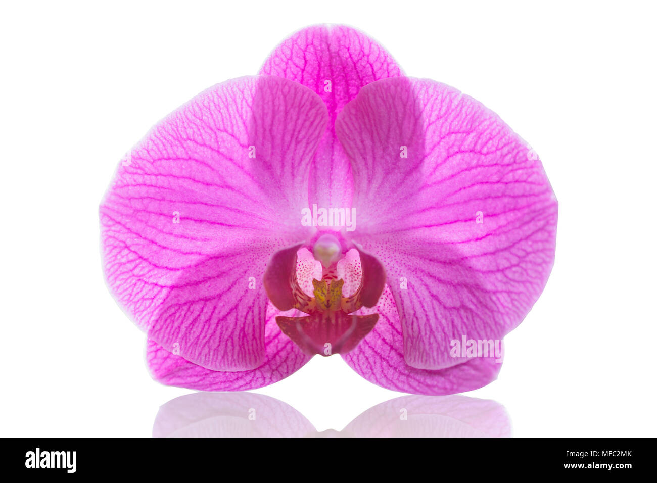 Fleur orchidée Phalaenopsis rose ou espèce dendrobium isolé sur fond blanc avec clipping path Banque D'Images