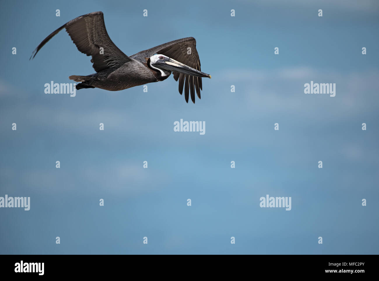 Pélican brun (Pelecanus occidentalis) près de Holbox, Mexique Banque D'Images