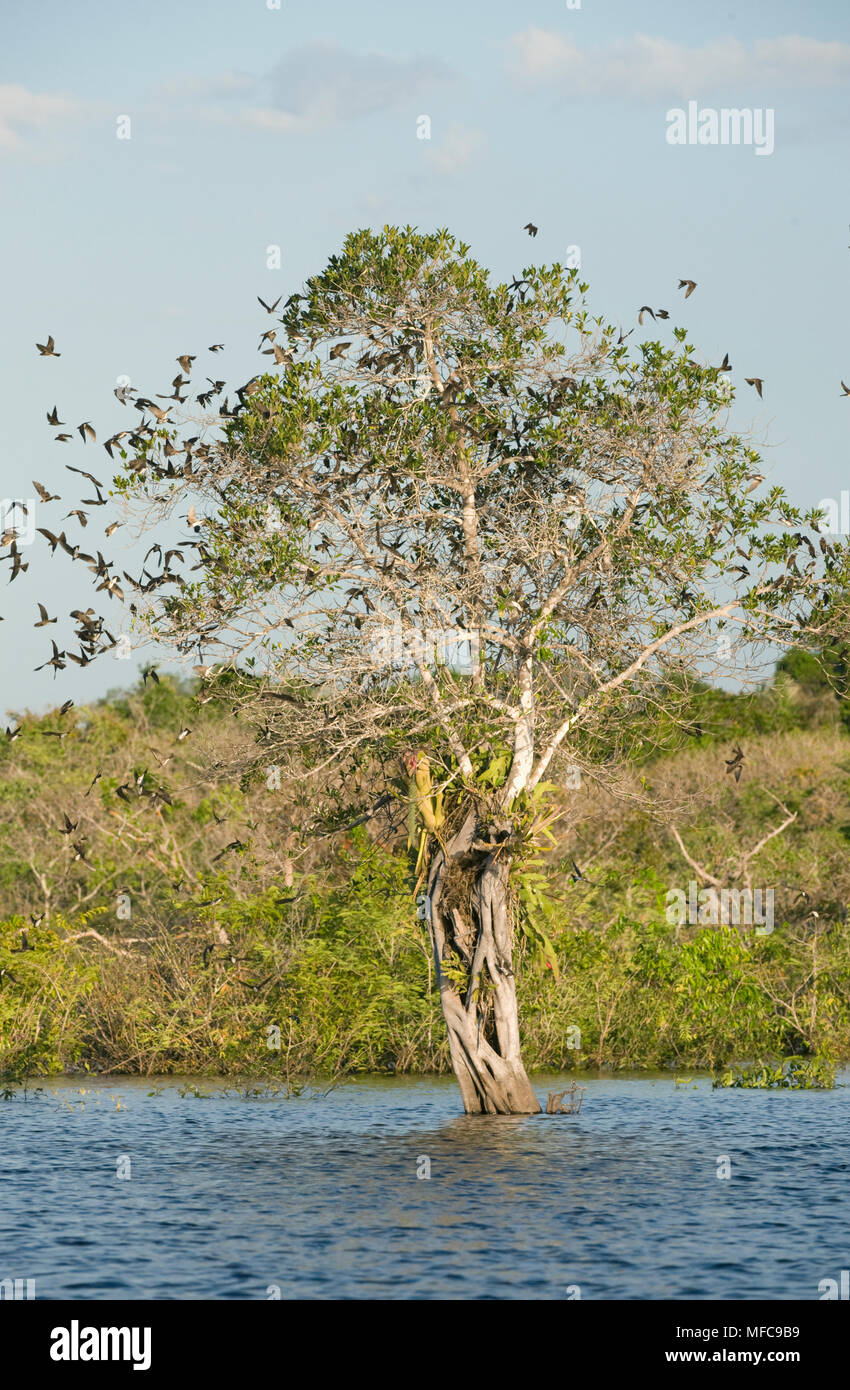 Gîte Les hirondelles dans la forêt inondée, Rio Negro, Amazonie, Brazi Banque D'Images