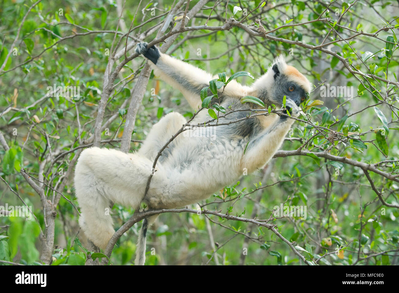 Propithèque à couronne dorée (Propithecus) tattersallli Fenamby, alimentation, Daraina, nord-est de Madagascar en voie de disparition Banque D'Images