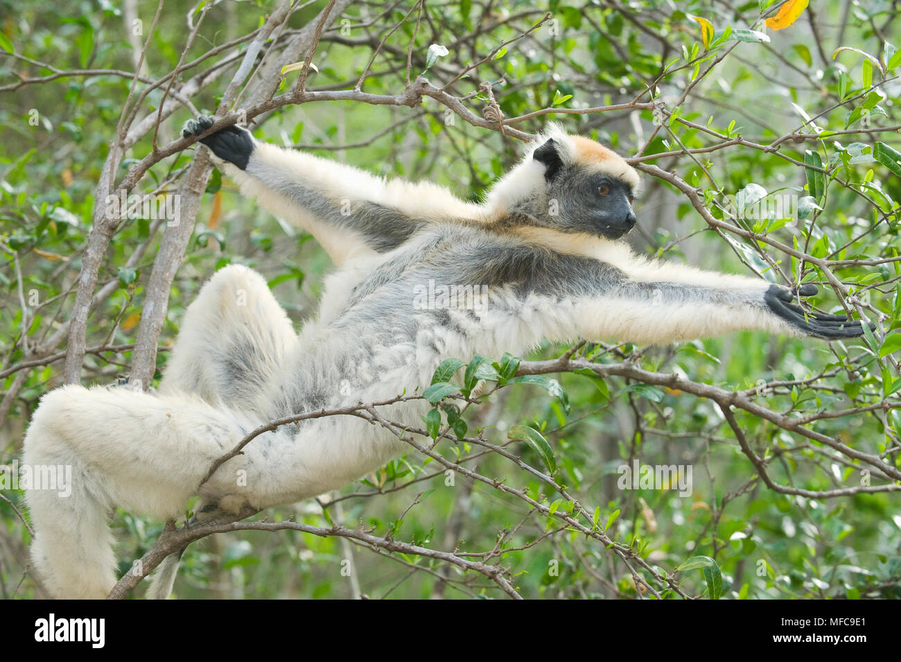 Propithèque à couronne dorée (Propithecus) tattersallli Fenamby, alimentation, Daraina, nord-est de Madagascar en voie de disparition Banque D'Images