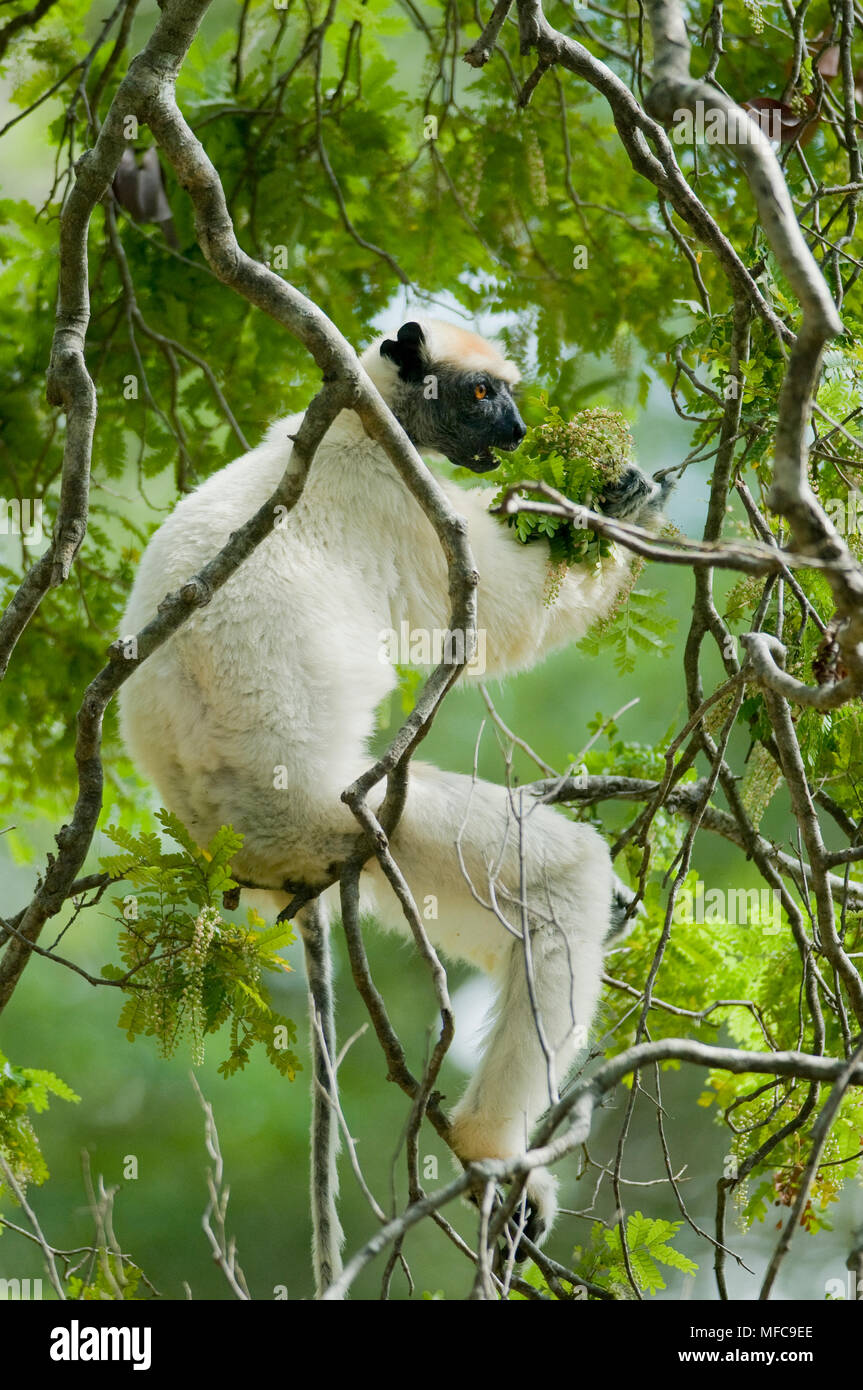 Propithèque à couronne dorée (Propithecus) tattersallli Fenamby, alimentation, Daraina, nord-est de Madagascar en voie de disparition Banque D'Images