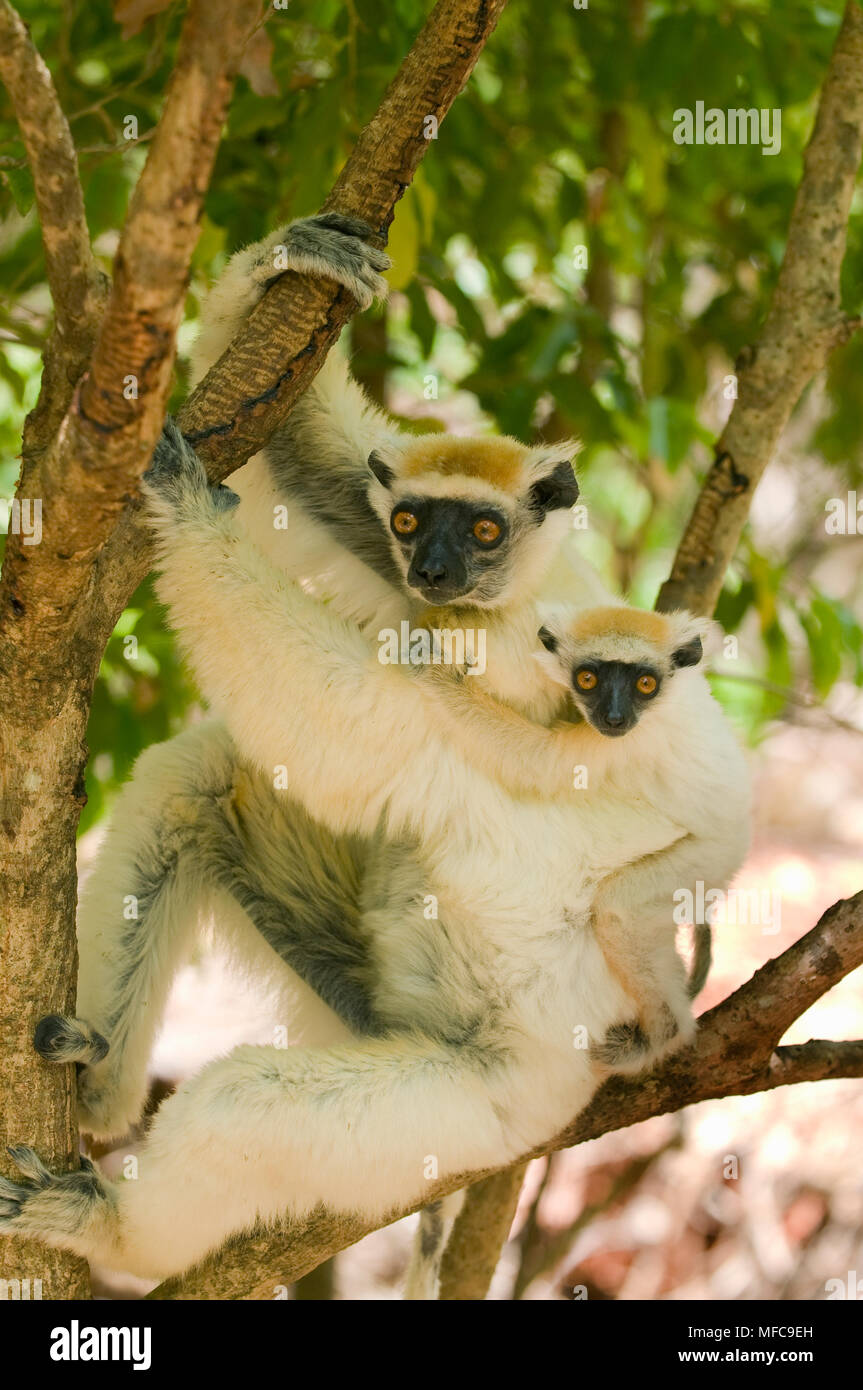 Propithèque à couronne dorée (Propithecus) tattersallli Fenamby la mère et les jeunes, Réserver, Daraina, nord-est de Madagascar en voie de disparition Banque D'Images