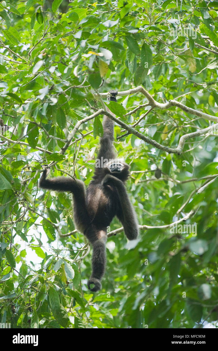 Gibbon Hoolock de l'Ouest (Hoolock hoolock) Jeune femme, Gibbon Wildlife Sanctuary, Assam, Inde, en voie de disparition Banque D'Images