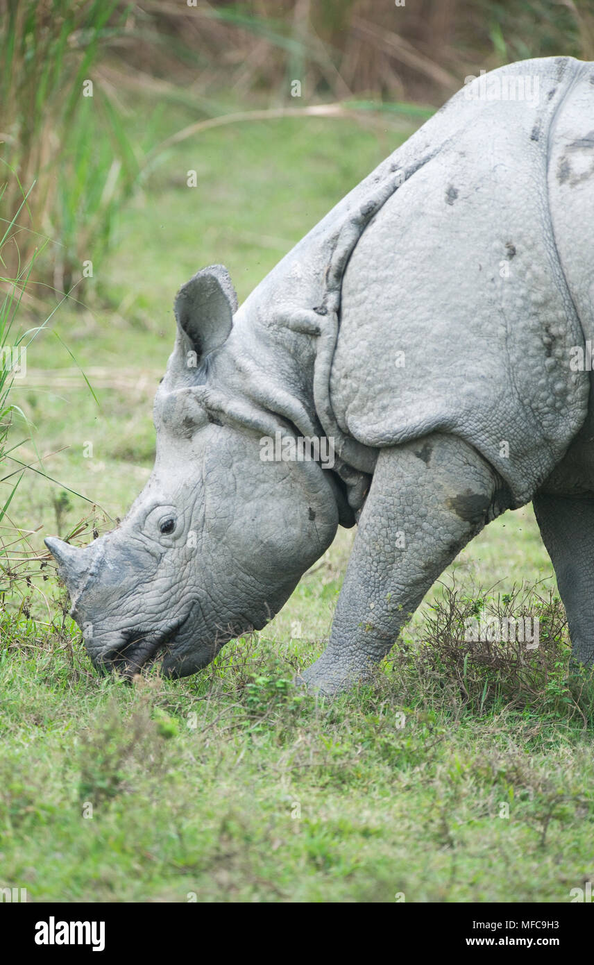 Indien ou rhinocéros à une corne (Rhinoceros unicornis), l'alimentation du parc national de Kaziranga, Inde. En voie de disparition. Banque D'Images