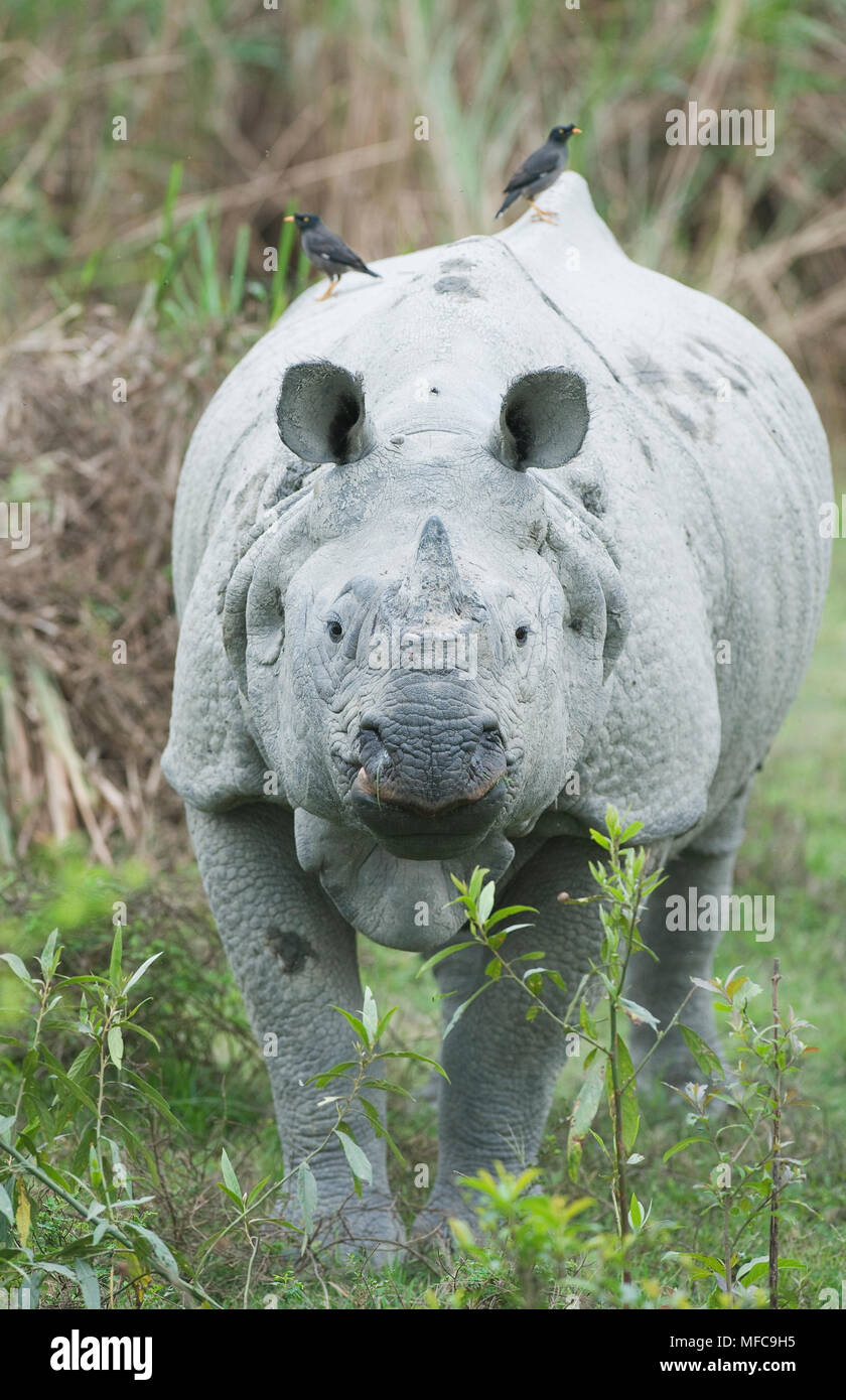 Indien ou rhinocéros à une corne (Rhinoceros unicornis) avec le parc national de Kaziranga, mynahs, Inde. En voie de disparition. Banque D'Images