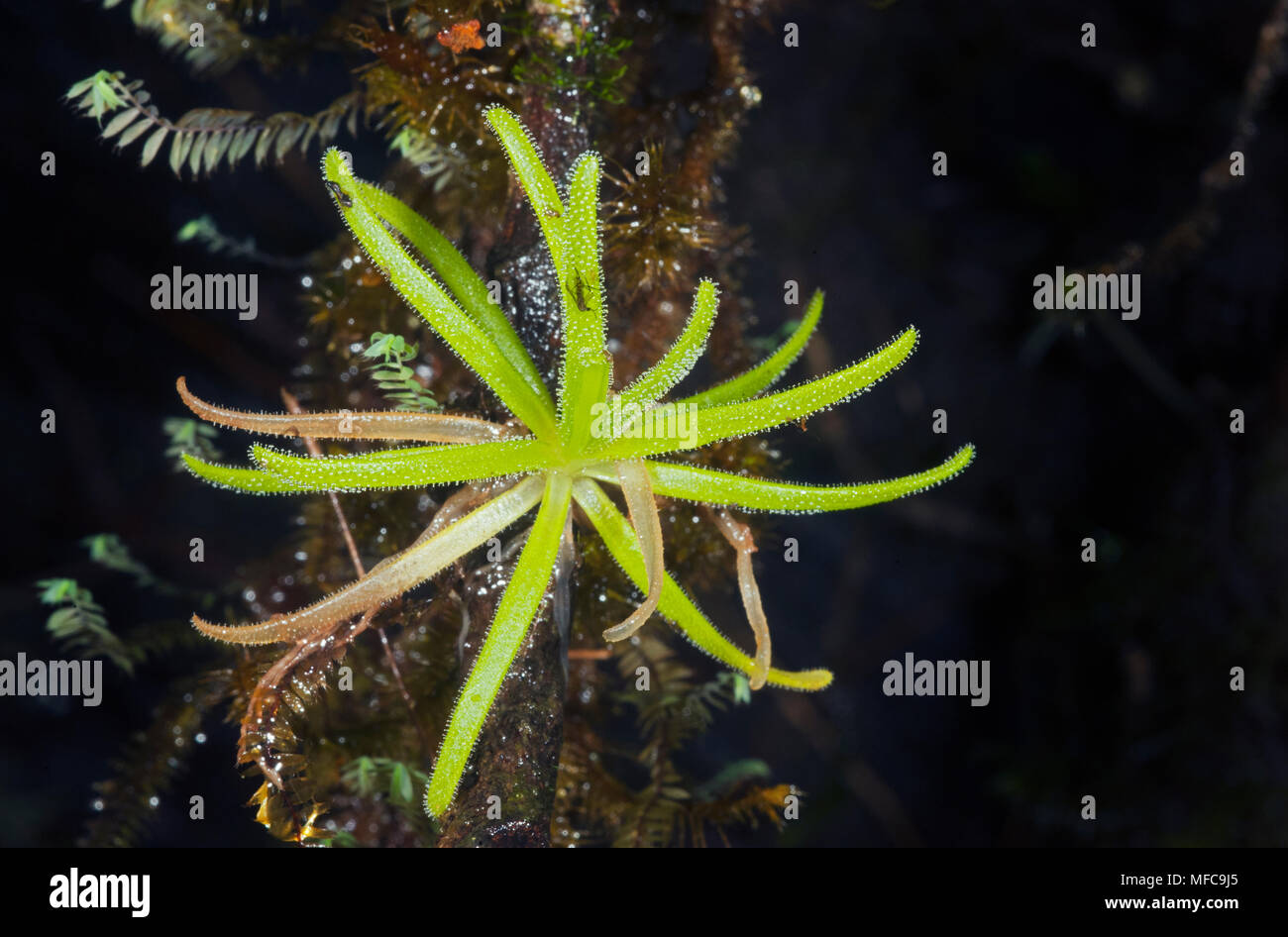 Plante Carnivore Pinguicula (endémique), casabitoana Ebano Verde, République dominicaine. En voie de disparition Banque D'Images