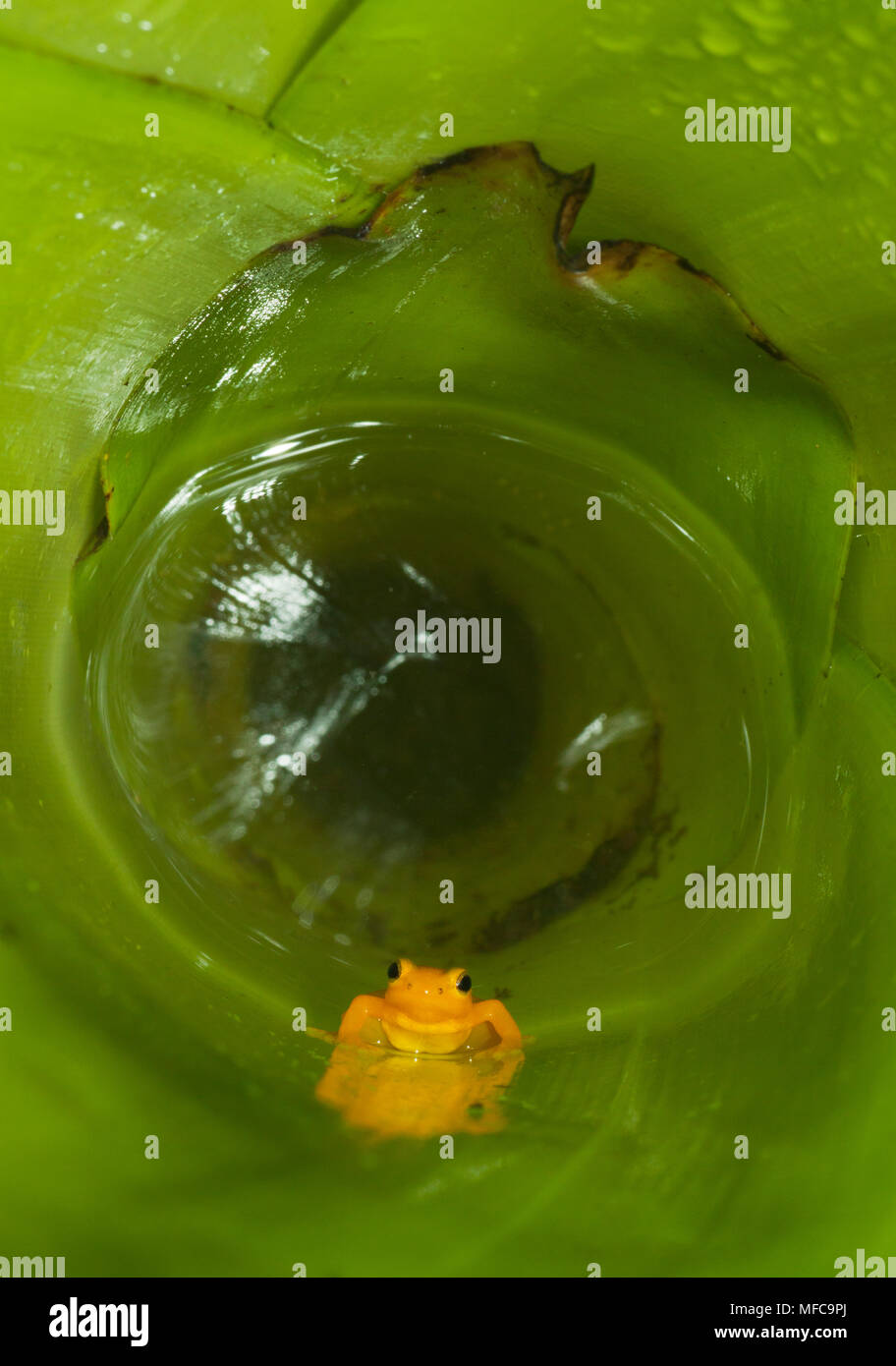 Fusée d'or ( Anomaloglossus beebei Grenouille), endémique à réservoir géant bromelia plantes. Kaieteur Falls, le parc national de Kaieteur, Guyana Banque D'Images