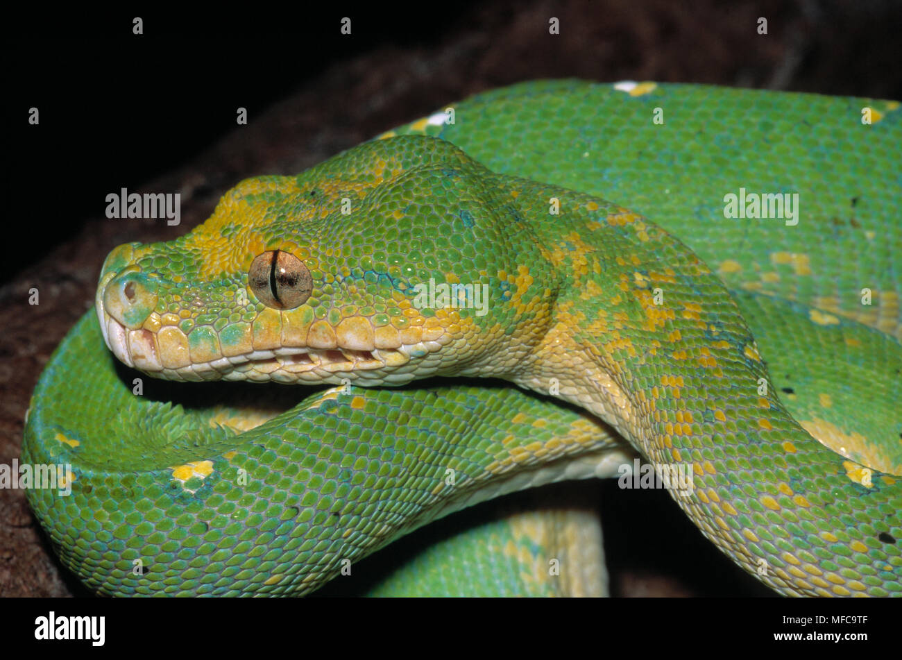 GREEN TREE PYTHON Chondropython viridis en Asie du sud-est Banque D'Images