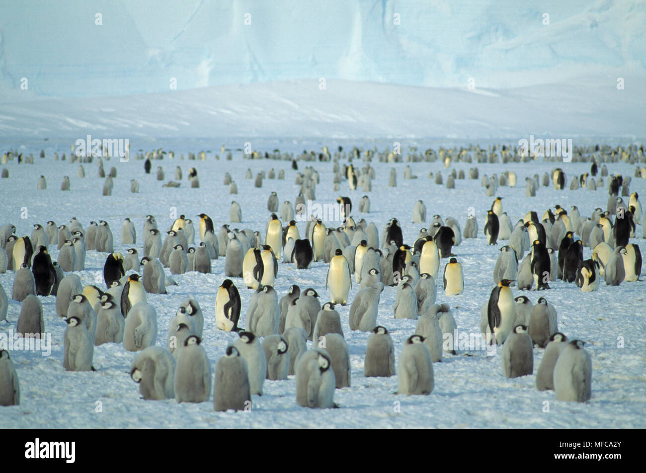 Colonie de manchots empereurs de l'Antarctique Aptenodytes forsteri Banque D'Images