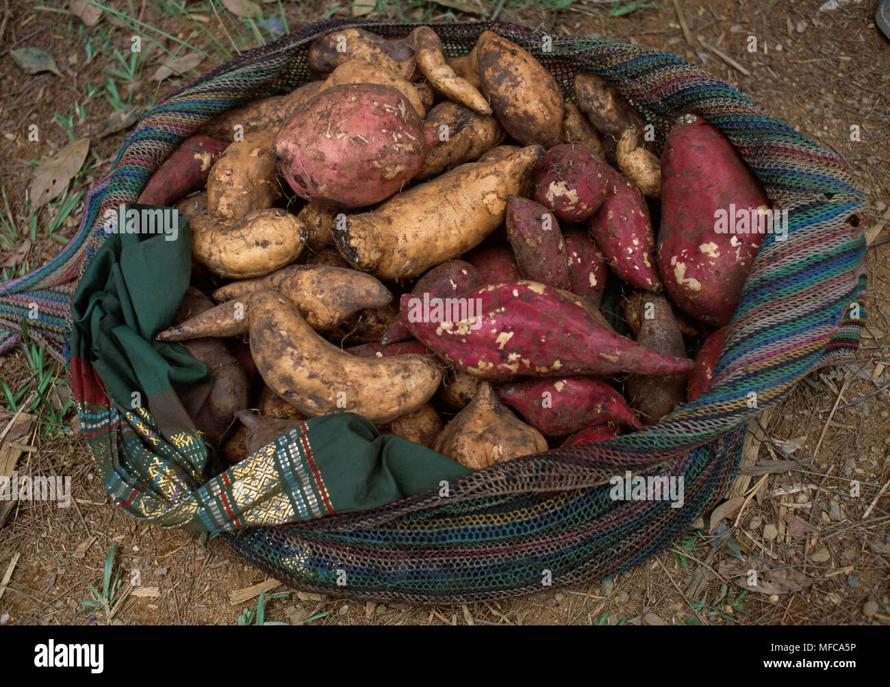 L'igname plante alimentaire primaire dans les hautes terres de la ...