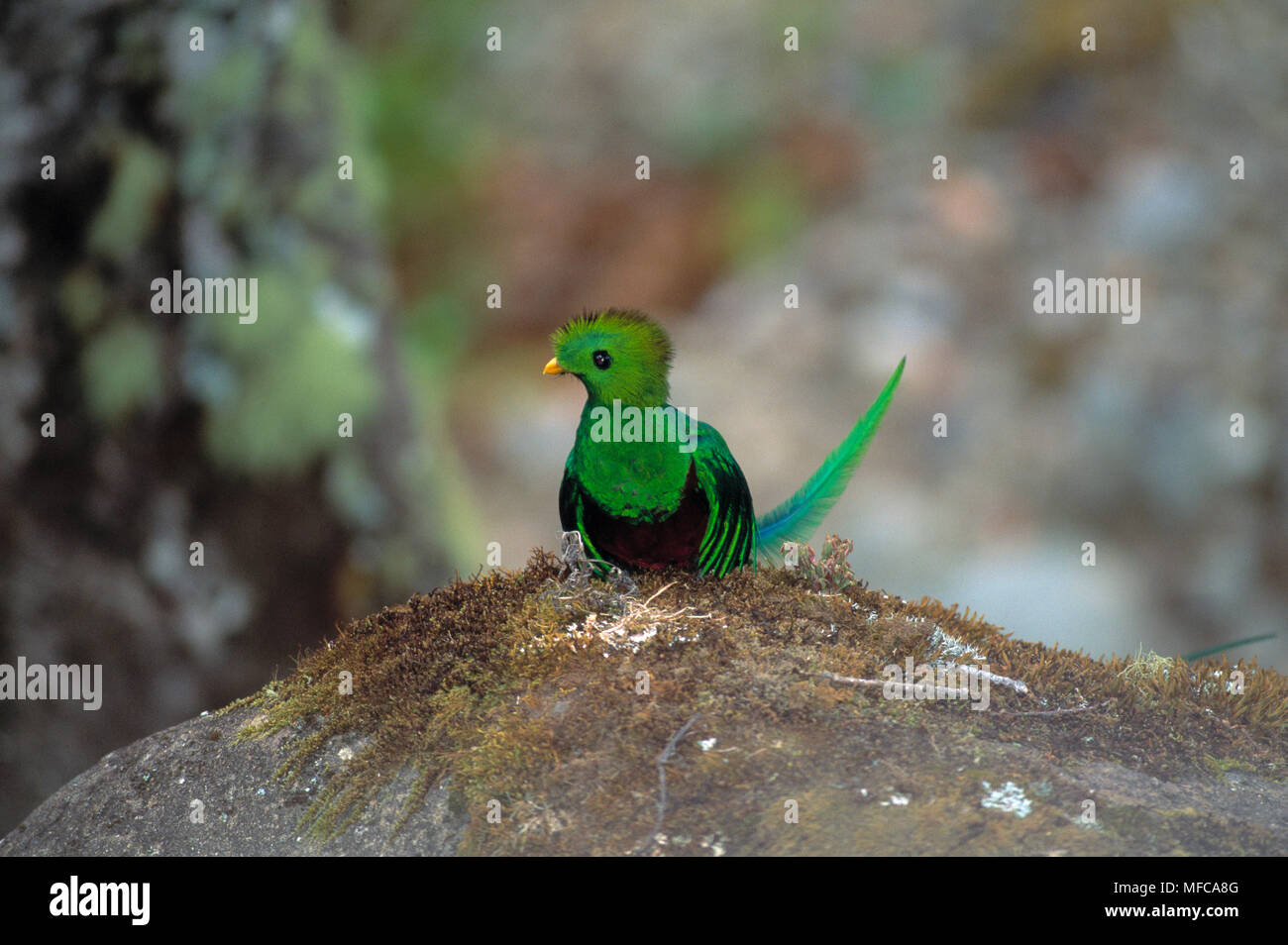 Pharomachrus mocinno mâle Quetzal resplendissant Costa Rica Espèces menacées Banque D'Images