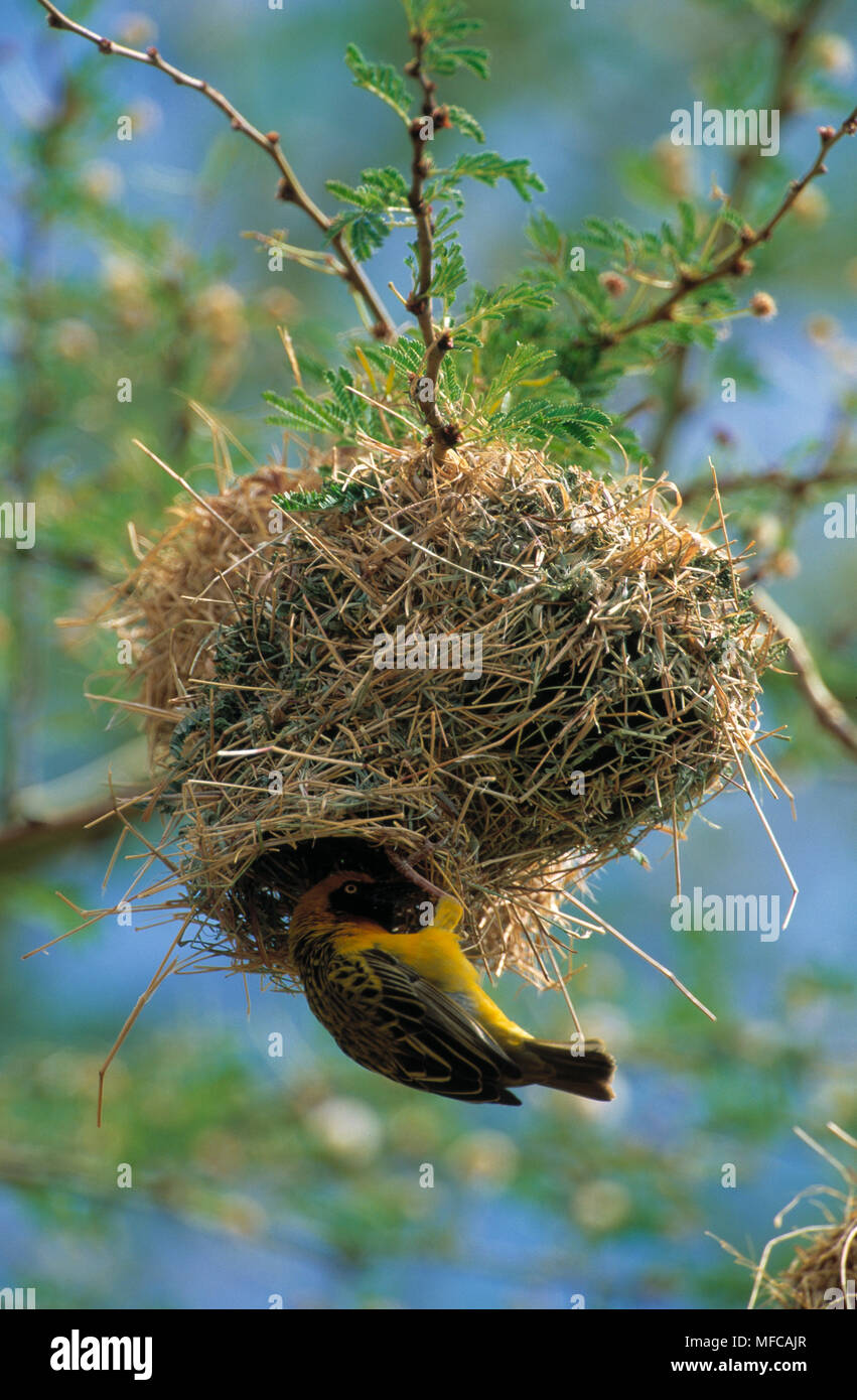 SPEKE'S WEAVER Ploceus spekei oiseaux homme afficher sur son nid Lewa Downs, Kenya Banque D'Images