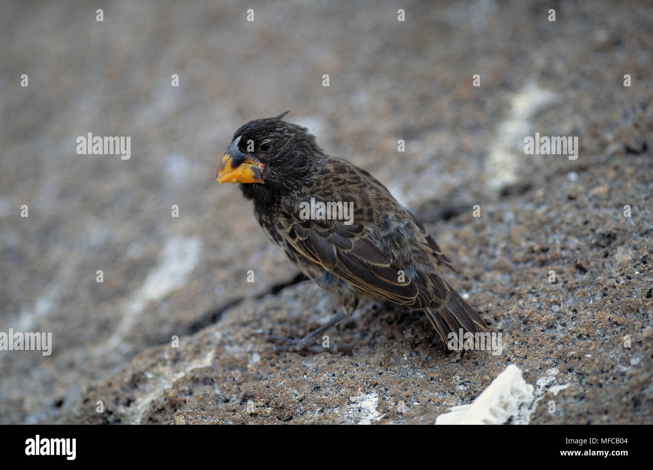 Grand terrain FINCH Geospiza magnirostris Tower Island, Îles Galápagos Banque D'Images