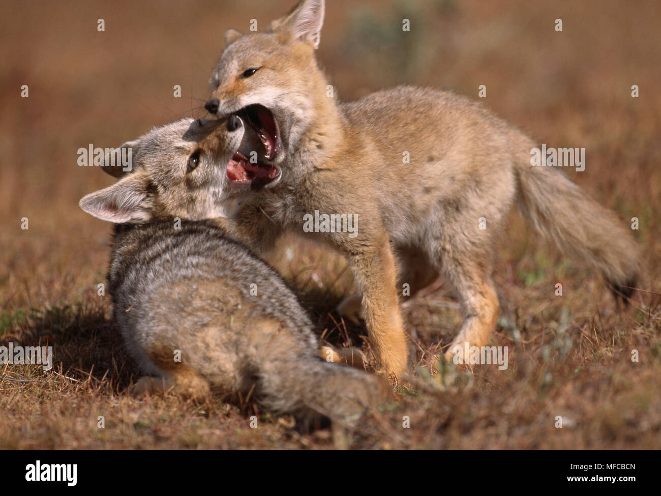 La FOX cubs playing Dusicyon griseus Torres del Paine, Chili Natl Pk Banque D'Images