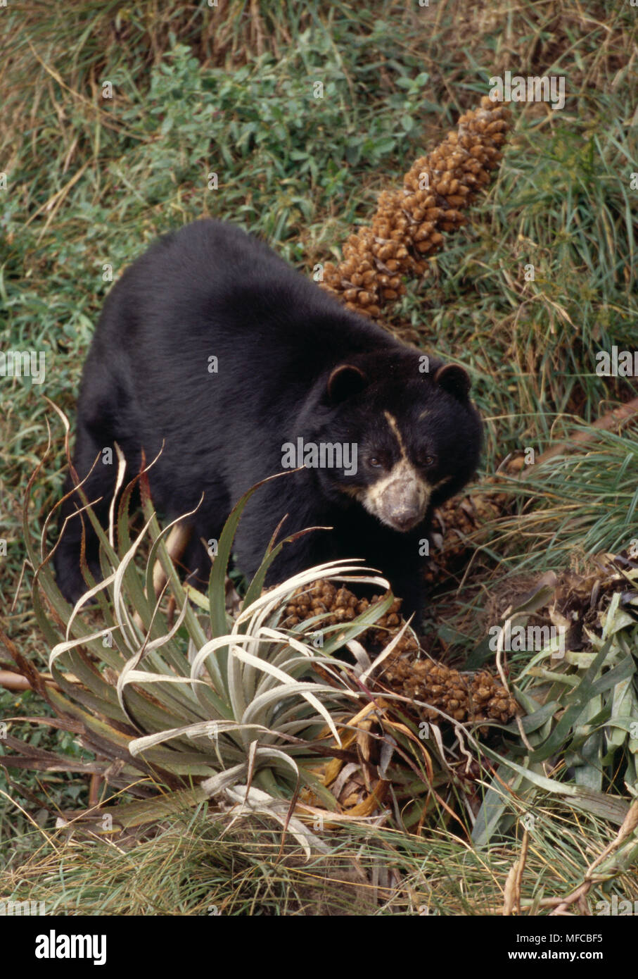 Ours à lunettes en captivité Tremarctos ornatus La Planada réserve naturelle, la Colombie, l'Amérique du Sud Banque D'Images