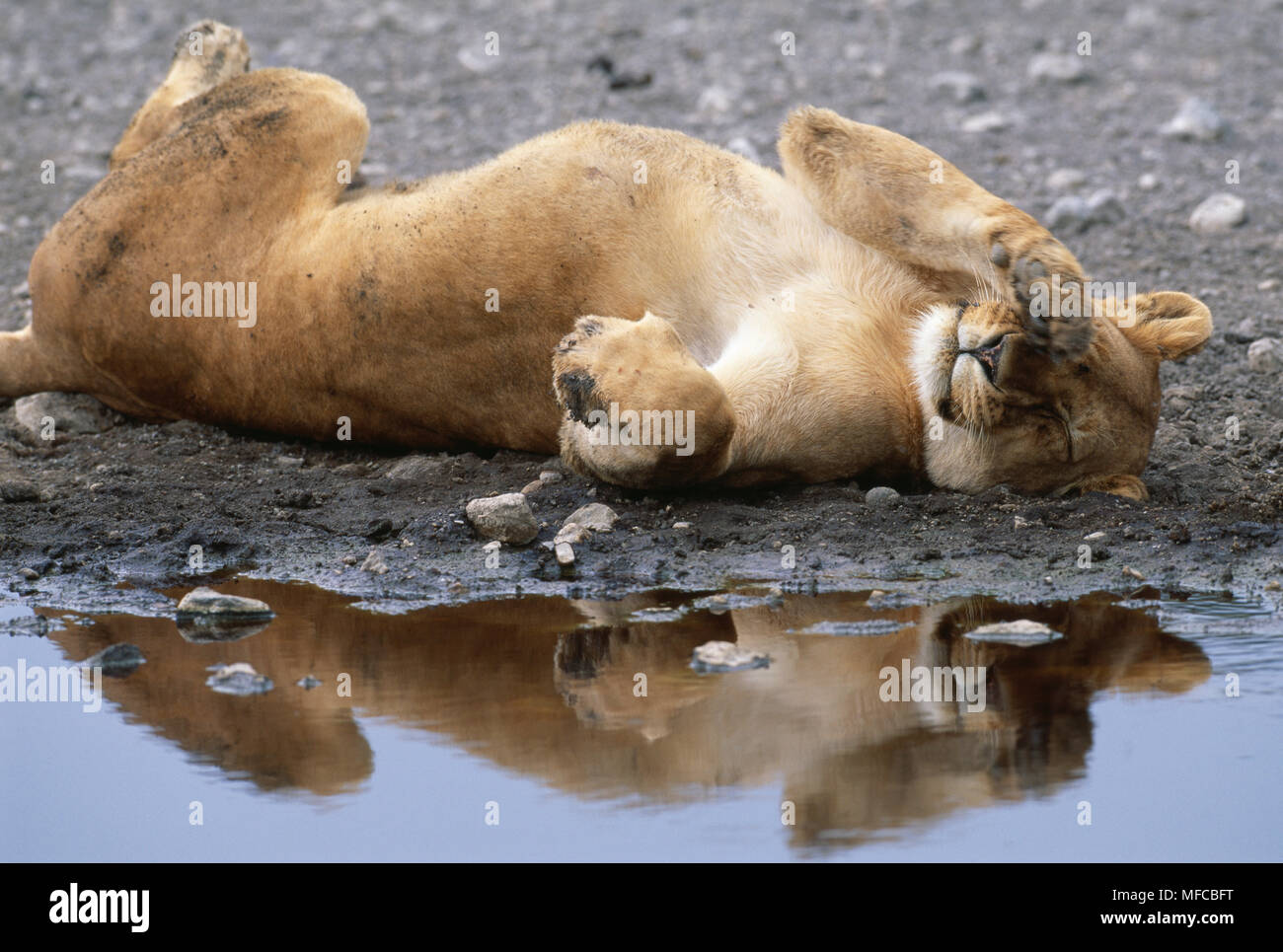 L'AFRICAN LION Panthera leo femme reposant par l'eau Serengeti, Tanzanie Parc NatIional Banque D'Images