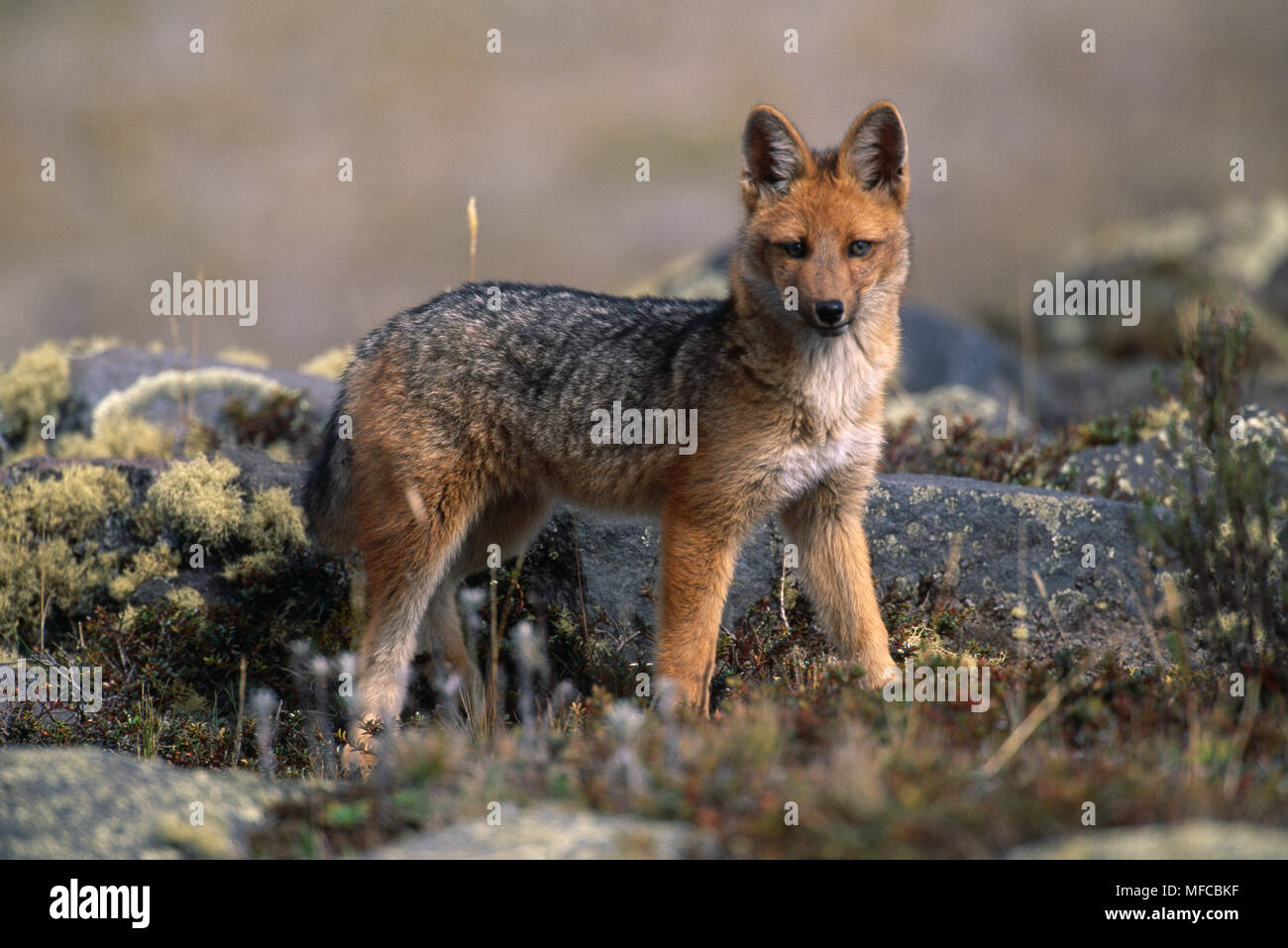 FOX ANDINE culpaeus Dusicyon Parc National Cotopaxi, Equateur, Andes, Amérique du Sud Banque D'Images