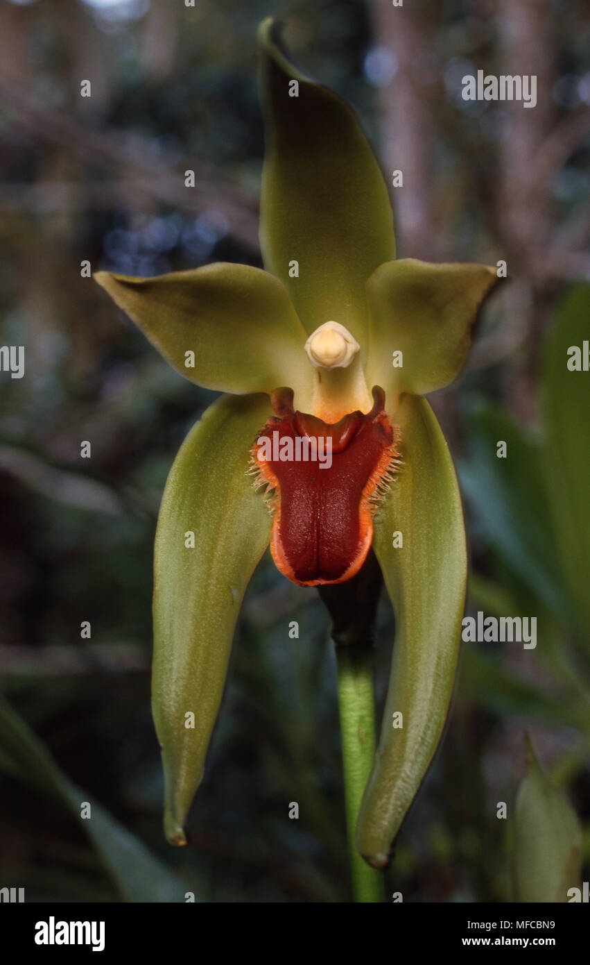 Détail fleur orchidée sauvage Lycaste longipetala cloudforest à 1200m dans la vallée de l'Est de l'Equateur, Cosanga, Amérique du Sud Banque D'Images